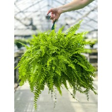 Boston Fern